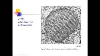 CURS 102 Mitocondria [upl. by Anom779]