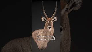 Waterbuck Shoulder Mount  SIT Species  Splitting Image Taxidermy [upl. by Nuahsyt638]