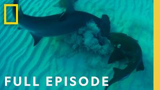 Ultimate Shark Showdown Bull Shark vs Hammerhead Full Episode  National Geographic [upl. by Leugim853]