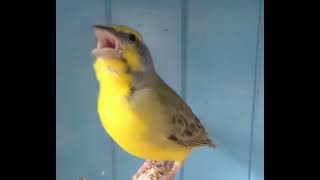 Yellow Fronted Canary Singing Green Singer Finch [upl. by Deerc556]