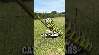 Caterpie in real life [upl. by Yttiy]