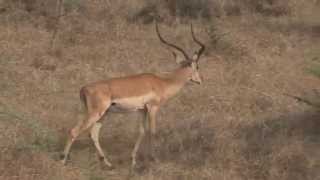 Common Impala Aepyceros melampus melampus [upl. by Larson]