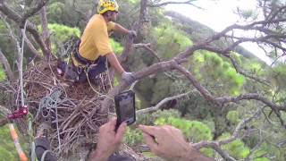 Installing HD Video Nest Cams in Florida AEF [upl. by Rimaa200]