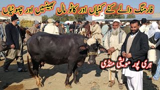 Buffalo Calves And Buffaloes Prices On Haripur Maweshi Mandi  My Life Channel [upl. by Corinne]