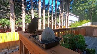 Crow drinking water amp eating bread [upl. by Fries]