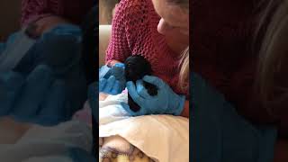 Puppy worming using Drontal solution  2 weeks old [upl. by Derrick]