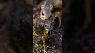 Chevrotain  The Mouse Deer [upl. by Lello]