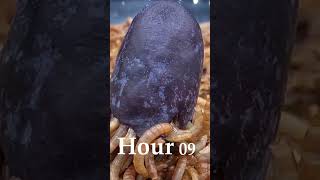 Mealworms Eating Fruit Grape Time Lapse Video [upl. by Jurdi]