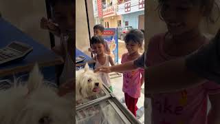 Cute Lhasa Aapso dog with full hair playing with kids [upl. by Jacquetta]