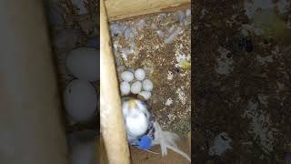 Listen morning sounds of budgies for 1 hour [upl. by Sherri388]