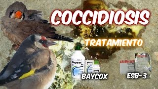 COCCIDIOSIS Tratamiento [upl. by Kcinimod195]