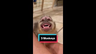 Top 3 BEST Monkey Breeds to own as pets spidermonkey fingermonkey capuchinmonkey petmonkey [upl. by Ailasor]