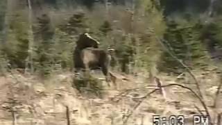 Black bear kills newborn moose [upl. by Corb]