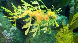 The Secret Lives of Seahorses at the Monterey Bay Aquarium [upl. by Akciret]