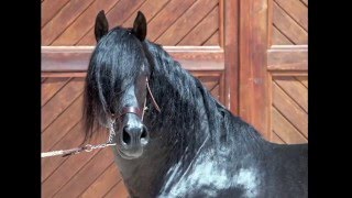 HALAGADOR CEN  Black Cárdenas PRE stud stallion  Yeguada VIKINGA PRE [upl. by Eihctir259]