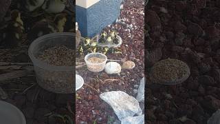 Ducklings swimming in the water dish 😆 duck cuteducks birds ducks nature duckling ducklings [upl. by Nyrehtak926]