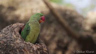 Behaviour of Alexandrine Parakeet Female Parrot [upl. by Ecinereb]