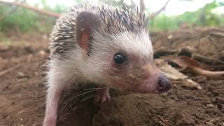 Cute pygmy hedgehogs sounds [upl. by Anaujit]