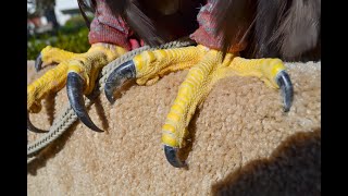 Falconry Handling talons and footing falconry [upl. by Ydieh]