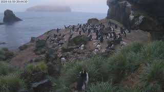 TawakiCam  Erectcrested penguins in Anchorage Bay Antipodes Island [upl. by Doone]