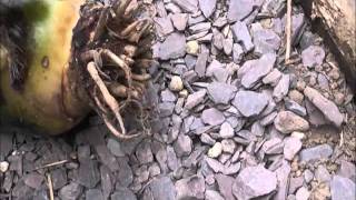 Overwintering ensetes dry part 2wmv [upl. by Virnelli]