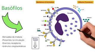 Mastócitos Basófilos e Eosinófilos  Quem são [upl. by Lilla]