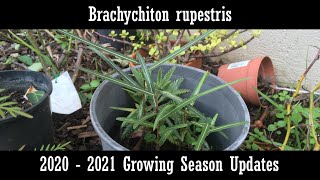 Brachychiton rupestris 20202021 update [upl. by Dowzall]