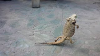 Bearded dragon running on two legs [upl. by Glovsky]