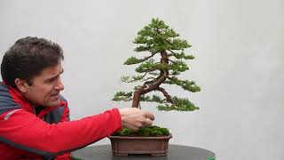 BONSAI Juniperus chinensis varItoigawa EVOLUCION [upl. by Zink]