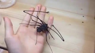 Amblypygi Tailess whip Scorpion [upl. by Tati230]