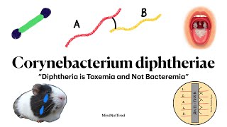 Corynebacterium diphtheria  Diphtheria  Microbiology  MindNotTired [upl. by Odin988]