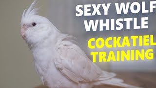 SEXY WOLF WHISTLE  CockatieL Bird Singing Training [upl. by Livvyy]