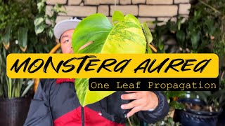 Monstera Aurea Leaf Propagation [upl. by Gayler419]