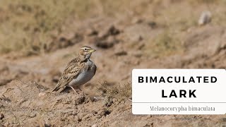 Bimaculated Lark  Melanocorypha bimaculata Birds [upl. by Nnylyak89]