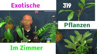 Zimmerpflanzen die Exoten in der Pflege und Anzucht Teil 319 aus der Serie [upl. by Aileek257]