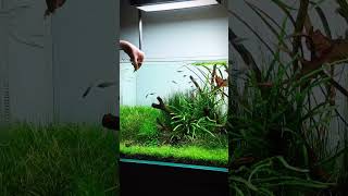 Nano planted aquarium setup aquarium feeds [upl. by Merl]