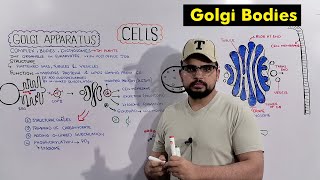 Golgi Apparatus  Golgi Complex Structure and Functions Detailed Series [upl. by Bryce]