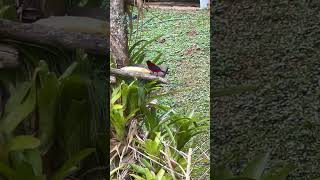 Ramphocelus dimidiatusmalesangre de toro birds nature thanks4u👍subscribe🦜🫶 [upl. by Strepphon662]