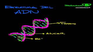 ADN Ácido desoxirribonucleico cromosomas y bases nitrogenadas Genética Mistercinco [upl. by Carmelina]