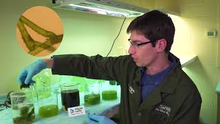 Algae Corner How to Identify Different Algae Types [upl. by Norrehc]