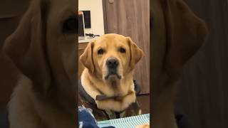 Foody Browney love ytshorts family viralshort dog india doglife khanakhayga [upl. by Adnawot]