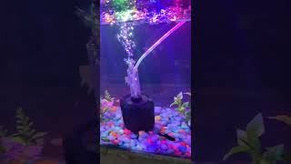 Fish tank 🐬aquarium 🐟fishtank fish guppy betafish fishaquarium beta [upl. by Aicertap511]