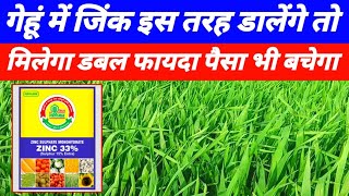 गेहूं में जिंक इस तरह डालें तो मिलेगा डबल फायदा और पैसा भी बचेगा  Gehu me zinc kab dale  Zinc khad [upl. by Yevol]