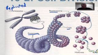 Chapter 10 Part 3  Eukaryotic Chromosomes [upl. by Nosilla]