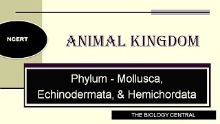 Phylum Mollusca  Echinodermata  Hemichordata  Animal Kingdom Class 11 [upl. by Maryanne]