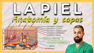 ANATOMÍA DE LA PIEL Capas de la piel EpidermisDermisHipodermis [upl. by Ilocin273]