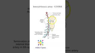 Anatomy Thorax 243 internal thoracic artery course musculophrenic superior epigastric [upl. by Jenei]