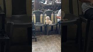 Dog patiently wait for parents doglover innocent puppy petlover puppiesandkids puppyhood [upl. by Nodnalb]