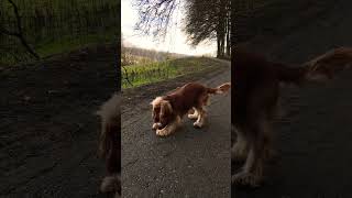 Beautiful and happy English Cocker Spaniel Robby 🧡🐶 [upl. by Iblok]