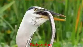 Grey heron call [upl. by Knah]